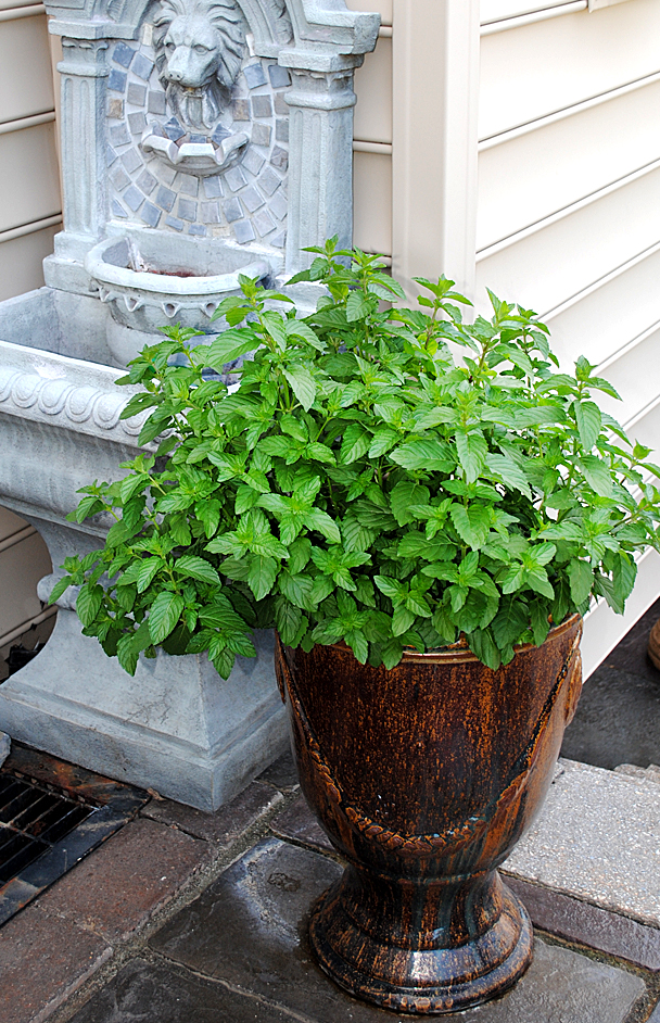 Herb Container Gardens