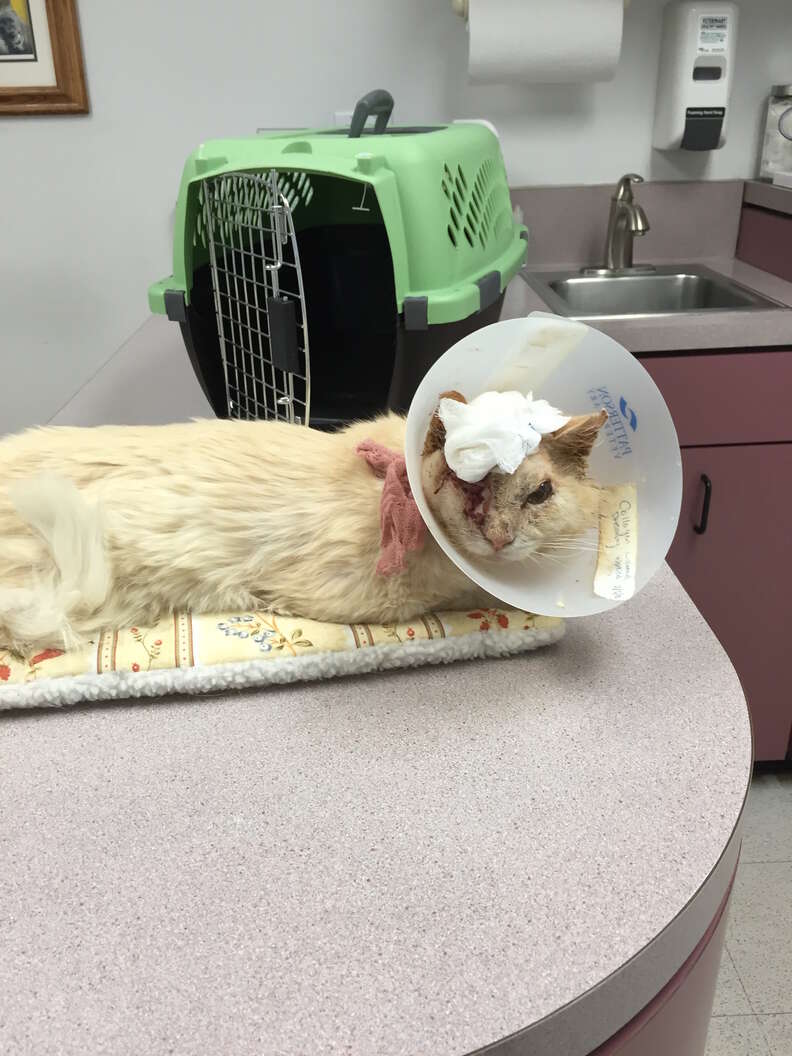 injured one eyed cat