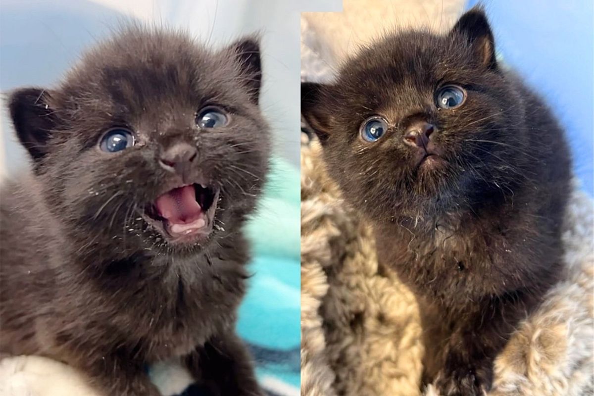 Sokaktaki Yavru Kedi Hiçbir Şeyin Onu Geride Tutmasına İzin Vermiyor ve Çok Yakında 'İç Sesini' Keşfediyor