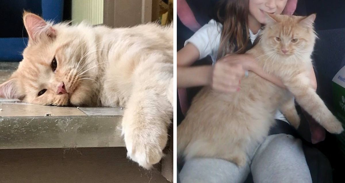 Kedi İki Kez Teslim Edildikten Sonra Çok Üzgün ​​Ama Sevdiği ve Bırakmadığı İnsanları Buluyor