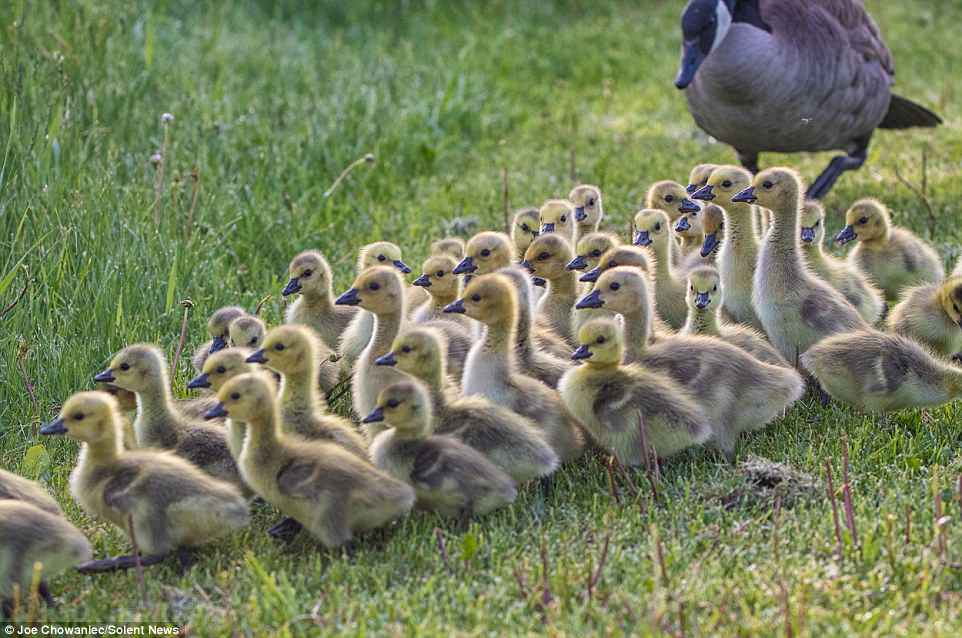 The baby geese huddle together with their nanny to follow her into lake in Leduc, Canada as a father goose kept watch 