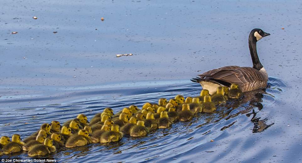 The goslings 'seem to naturally know to keep very close to mum and dad,' photographer Joe Chowaniec says