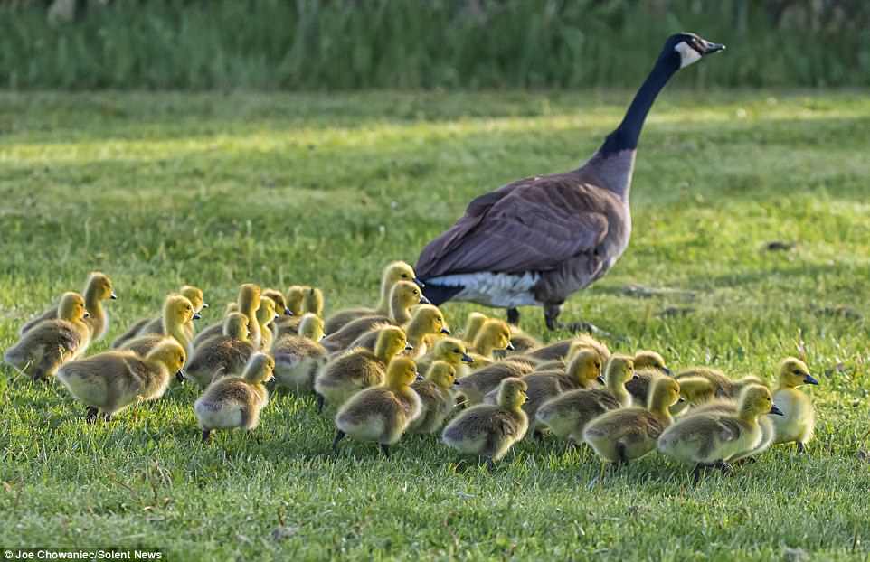 The incredible pictures are taken by 50-year-old photographer Joe Chowaniec, who says it was 'quite the sight'