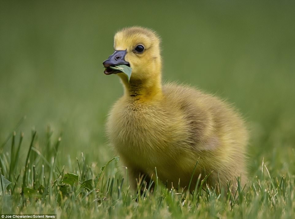 An adorable gosling searches for food while its nanny geese keeps a close watch nearby at a lake in Leduc, Canada