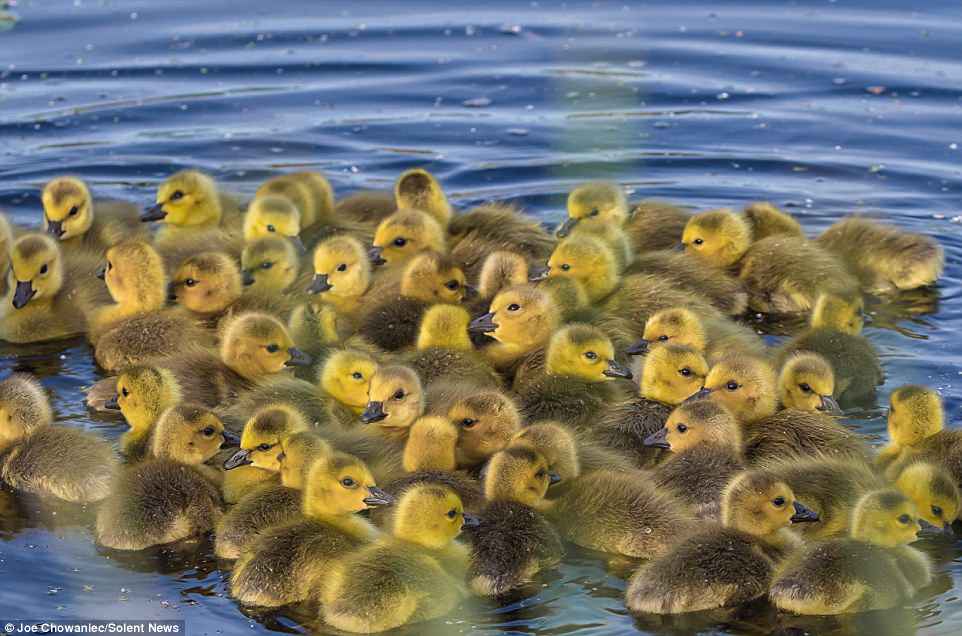 The Canada goose live near water, grassy fields, and grain fields and feed on roots, grass, leaves and seeds