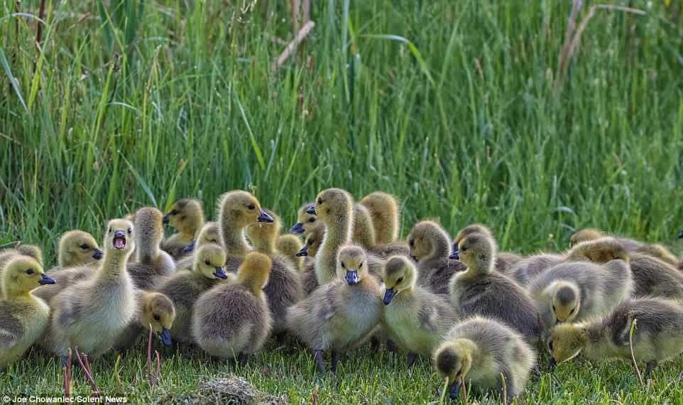 Introduced to the United Kingdom from North America in the 17th century, the Canada Goose is a large wild goose species