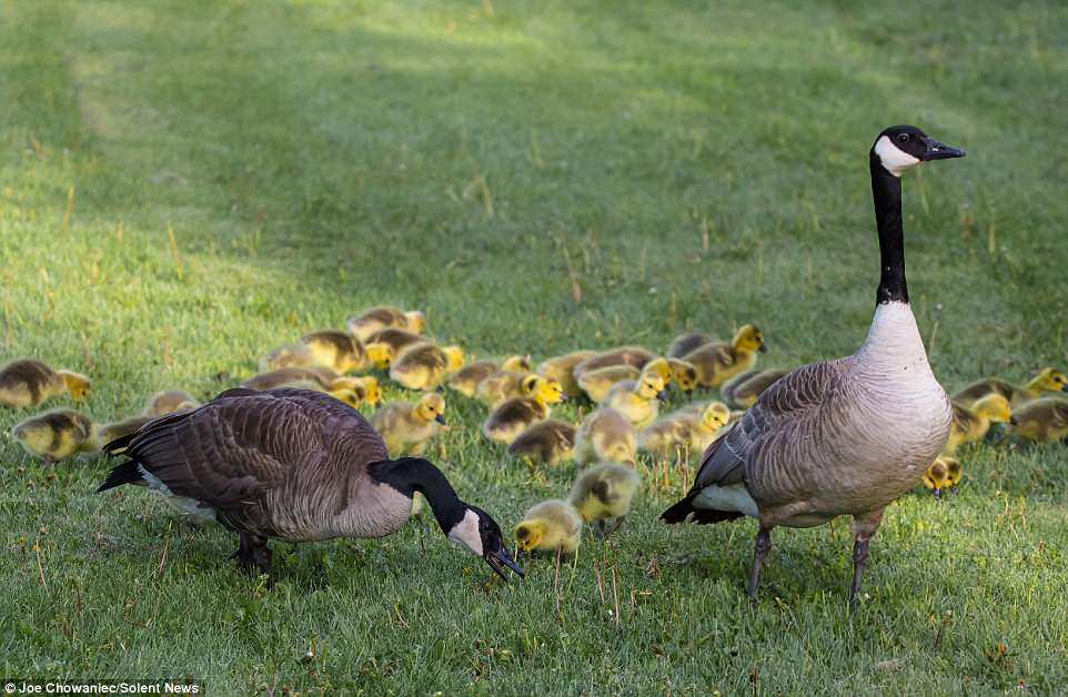 The bird and her mate took over parental duties for first-time parents, giving the young chicks a better chance of survival